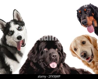 Collage de chiens moelleux Banque D'Images