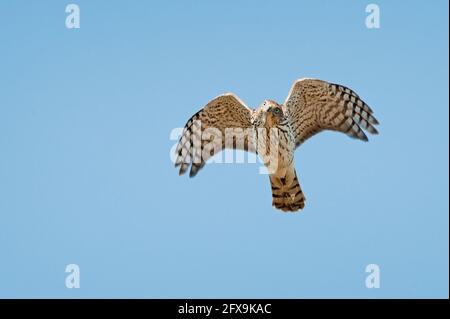 Faucon pointu pour jeunes en vol Banque D'Images