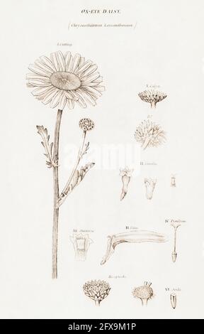 Illustration botanique en copperplate de la Marguerite d'Oxeye / Leucanthemum vulgare, Chrysanthemum leucanthemum de la flore britannique de Robert Thornton, 1812. Banque D'Images