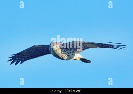 Faucon pointu pour jeunes en vol Banque D'Images
