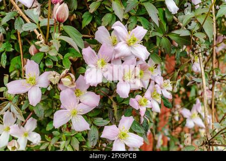 Fleurs roses du grimpeur à feuilles caduques, Clematis Montana, à la fin du printemps. Banque D'Images