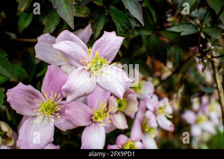 Fleurs roses du grimpeur à feuilles caduques, Clematis Montana, à la fin du printemps. Banque D'Images