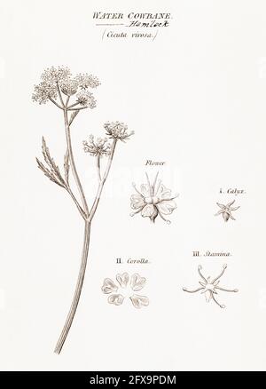 Illustration botanique en copperplate de Water Hemlock, Cowbane / Cicuta virosa de la flore britannique de Robert Thornton, 1812. Usine britannique très toxique. Banque D'Images