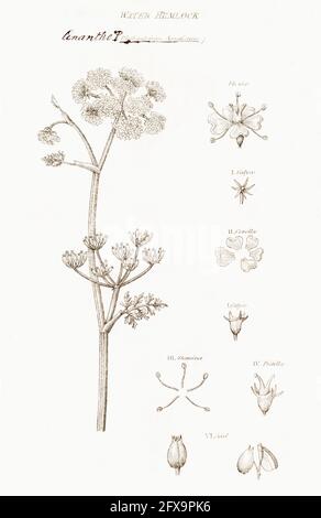 Illustration botanique en copperplate du Dropwort d'eau à feuilles fines/ Oenanthe aquatica de la flore britannique de Robert Thornton, 1812. Plante toxique du Royaume-Uni. Banque D'Images