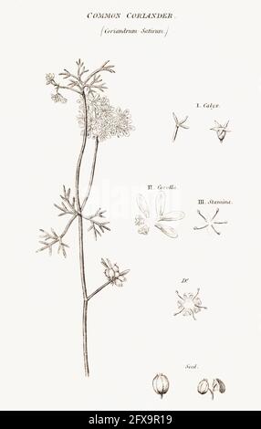 Illustration botanique en copperplate de Cowbane / Cicuta virosa de la flore britannique de Robert Thornton, 1812. Plante britannique très toxique. Banque D'Images