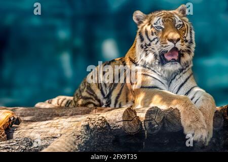 Tigre de Sibérie ou d'Amour avec bandes noires couchée sur une terrasse en bois. Grand portrait plein écran en regardant vers l'avant. Vue rapprochée avec arrière-plan vert flou. Banque D'Images