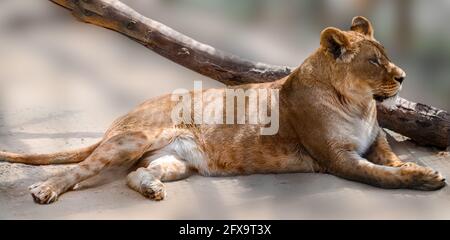 Lioness couché sur fond sableux flou. Portrait pleine longueur. Vue rapprochée sur une femme lion décontractée avec mise au point sélective. Observation des animaux sauvages, b Banque D'Images