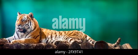 Tigre de Sibérie ou d'Amour avec bandes noires couchée sur une terrasse en bois. Grand format portrait. Vue rapprochée avec arrière-plan vert flou. Animaux sauvages wa Banque D'Images