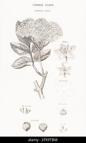 Illustration botanique en copperplate de Common Elder, Sambucus nigra de la flore britannique de Robert Thornton, 1812. Une fois utilisé comme plante médicinale en cure. Banque D'Images