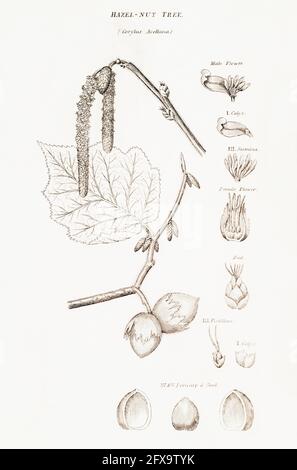 Illustration botanique en copperplate de Hazel / Corylus avellana de la flore britannique de Robert Thornton, 1812. Une fois utilisé comme plante médicinale dans les remèdes. Banque D'Images