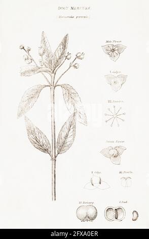 Illustration botanique en plaque de coperplate du mercure de chien / Mercurialis perennis de la flore britannique de Robert Thornton, 1812. Plante médicinale toxique. Banque D'Images