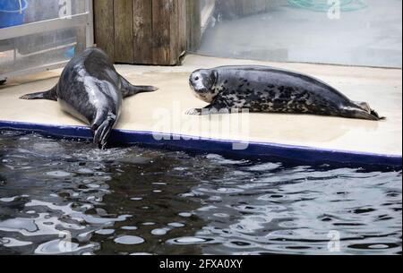 Gweek,Cornwall,26 mai 2021, deux phoques se sont couchés au bord de la piscine au refuge de phoques cornish, qui a sauvé des petits phoques pendant plus de 60 ans et a sauvé plus de 3000 petits. Le système One Way est bien indiqué et est covid sécurisé avec beaucoup d'espace extérieur.Credit:Keith Larby/Alamy Live News Banque D'Images