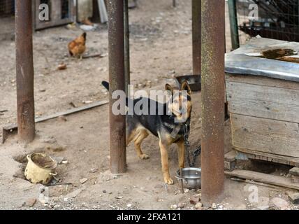 Un chien sur une chaîne de fer protège une ferme. Banque D'Images