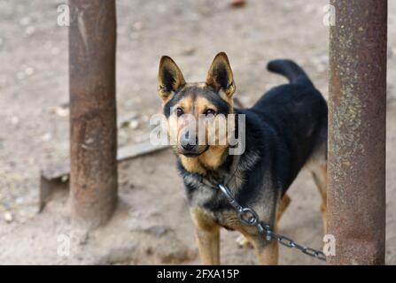 Un chien sur une chaîne de fer protège une ferme. Banque D'Images