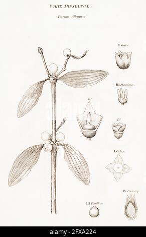 Illustration botanique en copperplate de l'album Mistletoe / Viscum de la flore britannique de Robert Thornton, 1812. Une fois utilisé comme plante médicinale. Banque D'Images