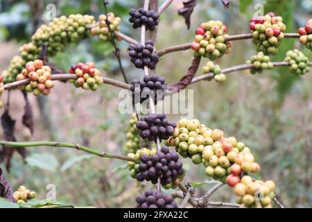 Baies de café sèches et non mûres sur la branche de l'usine de café de Robusta Banque D'Images