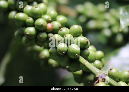 Macro de grains de café Robusta qui n'est pas mûr sur le café plante avec des averses de lumière du soleil Banque D'Images