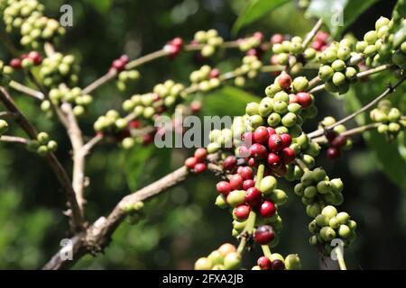 Plante de café Robusta avec des grains de café mûrs et non mûrs sur la même photo de branche prise sur la plantation de café sous le soleil jour Banque D'Images