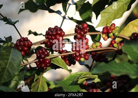 Les baies de café Robusta sont prêtes à la récolte. Mûrir la cerise de café Robusta sur l'usine de café Banque D'Images