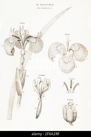 Illustration botanique en copperplate du drapeau jaune / Iris pseudocorus de la flore britannique de Robert Thornton, 1812. Une fois utilisé comme plante médicinale. Banque D'Images