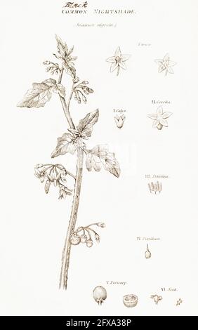 Illustration botanique en copperplate de Black NightShade / Solanum nigrum de la flore britannique de Robert Thornton, 1812. Plante toxique utilisée en médecine. Banque D'Images