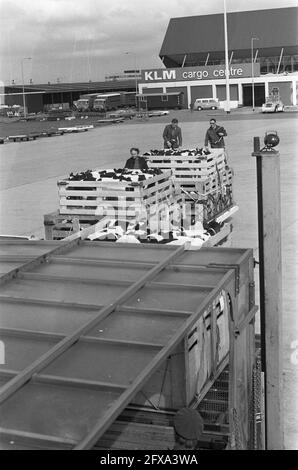 L'avion charter part de Schiphol avec des veaux pour le Chili, numéro 16A les veaux pour l'avion, nombre de chargement des veaux, 16 mai 1973, KALVEREN, avion, Pays-Bas, Agence de presse du XXe siècle photo, nouvelles à retenir, documentaire, photographie historique 1945-1990, histoires visuelles, L'histoire humaine du XXe siècle, immortaliser des moments dans le temps Banque D'Images