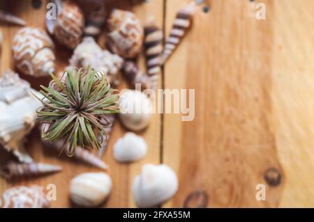 image en gros plan d'une usine d'air sur une table en bois avec en arrière-plan une collection de coquillages Banque D'Images