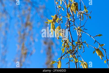 Photo en gros plan des bourgeons de bouleau de printemps avec du pollen jaune sur fond bleu ciel Banque D'Images