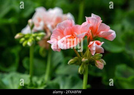 Fleurs roses décoratives, macro photo. Pelargonium est un genre de plantes à fleurs communément appelé geraniums, pelargoniums ou storksbites Banque D'Images