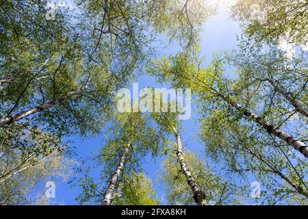 Vue du bas vers le haut de la belle végétation luxuriante forêt de bouleau vert cime d'arbres et de soleil coloré brillant à travers. Bleu ciel clair Banque D'Images