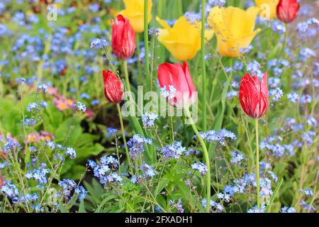 Tulipes multicolores pourpres, jaunes, rouges, blanches, petites plantes bleues Forget-me-not (Myosotis scorpioides) à la campagne au printemps ou en été. A h Banque D'Images