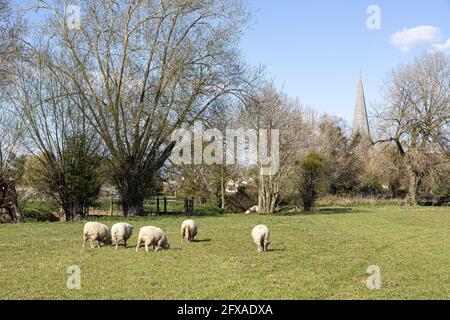 Moutons paissant les prés d'eau à côté de l'église St Mary, St Peter & St Paul à Westbury on Severn, Gloucestershire, Royaume-Uni Banque D'Images