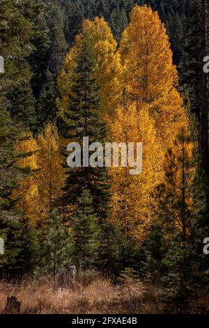 Pins et tremble à l'automne dans la Sierra Nevada de Californie, grand espace de copie vertical d'automne avec feuillage Banque D'Images