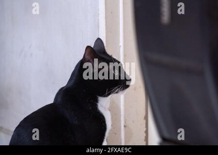Vue latérale du chat noir assis Banque D'Images