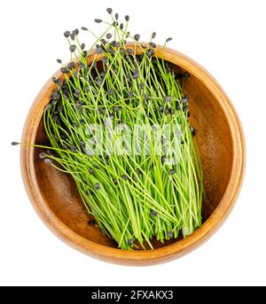 Ciboulette microverts, dans un bol en bois. Prêt à manger des pousses d'Allium schoenoprasum, avec des manteaux de semence sur leurs extrémités. Pousses, feuilles vertes. Banque D'Images