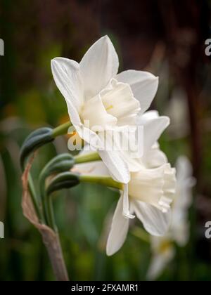 Les fleurs blanches de Narcissus Tresamble, qui poussent dans un jardin britannique. Banque D'Images