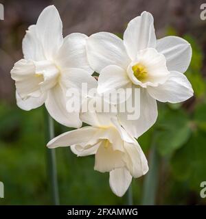 Les fleurs blanches de Narcissus Tresamble, qui poussent dans un jardin britannique. Banque D'Images