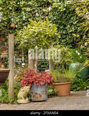 Petit jardin avec un assortiment de récipients en métal, terre cuite et céramique avec différentes plantes en eux. ROYAUME-UNI. Banque D'Images