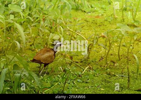 Jacana Bird ailé de bronze, Metopidius indicus, marchant à côté de feuilles vertes Banque D'Images