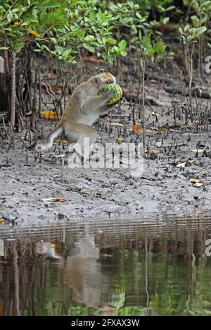 Macaque à queue longue (Macaca fascicularis fascicularis) adulte mâle mangeant du melon volé de la maison de village Sabah, Bornéo Janvier Banque D'Images