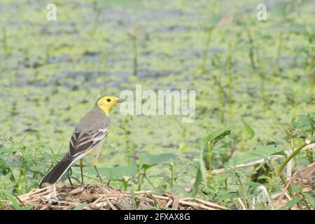 Oiseau jaune, nom scientifique - Motacilla flava, assis sur un terrain humide. C'est l'oiseau du début de l'hiver de l'Inde. Photo de stock prise le jour, Banque D'Images