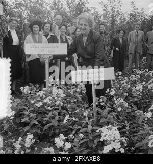 Un phlox est nommé d'après la harpiste Rosa Spier, à l'occasion de son 60ème anniversaire, le 11 septembre 1952, musiciens, plantes, Anniversaires, pays-Bas, Agence de presse du XXe siècle photo, nouvelles à retenir, documentaire, photographie historique 1945-1990, histoires visuelles, L'histoire humaine du XXe siècle, immortaliser des moments dans le temps Banque D'Images