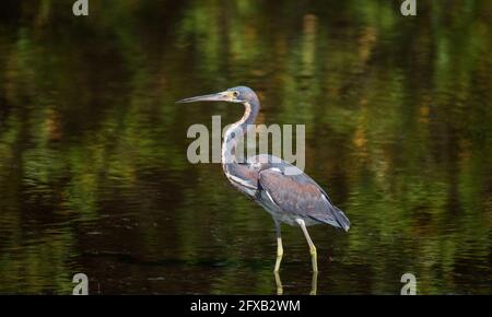 Une tricolore de tiges de Heron proie dans les eaux peu profondes d'une réserve naturelle de Tampa Bay, Floride. Banque D'Images