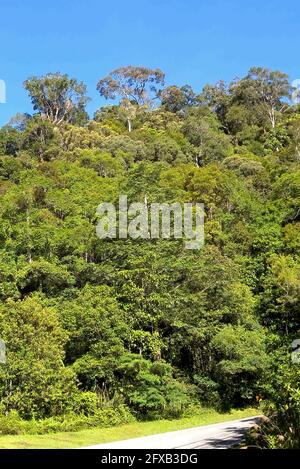 Vue sur la crête boisée de Crocker Range NP, Sabah, Bornéo Janvier Banque D'Images