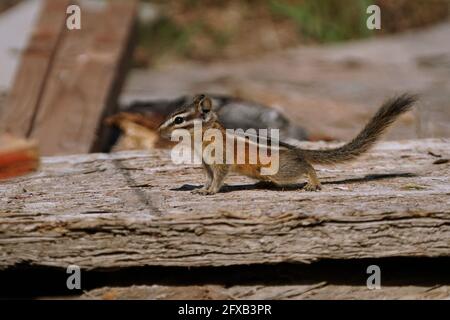 Chipmunk posant sur un vieux morceau de bois dans le Montagnes Rocheuses Banque D'Images