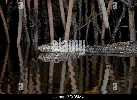 Surveillance de l'eau de l'Asie du Sud-est (Varanus salvator macromaculatus) gros plan de la natation adulte Sabah, Bornéo Janvier Banque D'Images