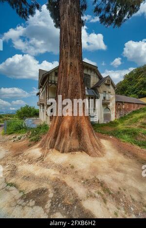 Koenigswinter, Allemagne - 01 août 2020 : arbre Sequoia devant les ruines de la cour du château sur les Drachenfels à Koenigswinter. Banque D'Images