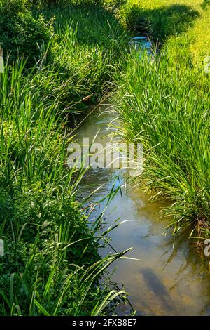 de petits ruisseaux s'écoulent tranquillement entre la haute herbe et la végétation aquatique lors d'une journée ensoleillée d'été. Abruzzes, Italie, Europe Banque D'Images