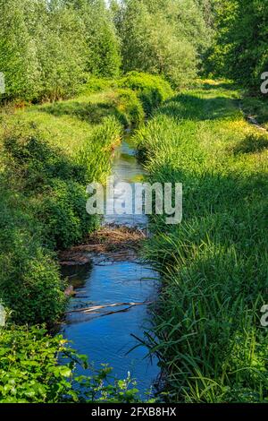 de petits ruisseaux s'écoulent tranquillement entre la haute herbe et la végétation aquatique lors d'une journée ensoleillée d'été. Abruzzes, Italie, Europe Banque D'Images