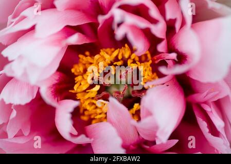 Gros plan sur la fleur rose des pivoines d'arbre. Fleur de pivoine rose gros plan avec mise au point sélective. Image de pivoine basse touche magnifique en fleurs pour la décoration Banque D'Images